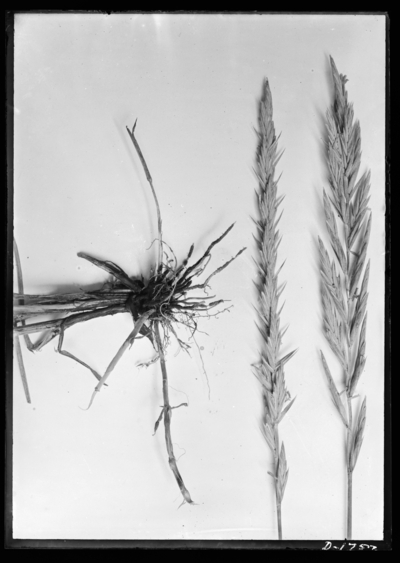 Agropyron spicatum plots in Lexington, Kentucky. 6/29/1907