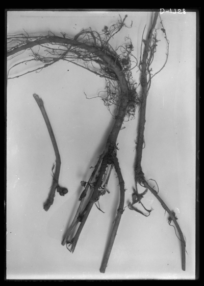 Alfalfa fungus-sclerotinia trifoliorum, natural size. 6/3/1915