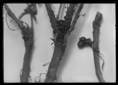Alfalfa fungus-sclerotinia trifoliorum, magnified. 6/3/1915