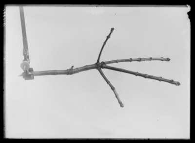 White or American ash (twig). 3/28/1913