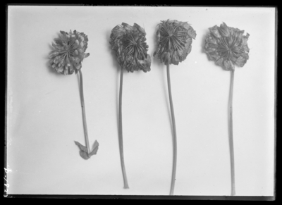 Buffalo clover-T. stoloniferum (running) natural size at L.C. Morton & Son in Centertown, Kentucky. 5/22/1915