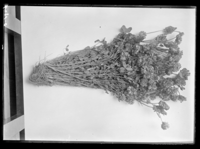 Buffalo clover-T. stoloniferum (running) at L.C. Morton & Son in Centertown, Kentucky. 5/22/1915
