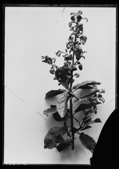 Apple branch injured by empoasca mali on 7/11/07 at Hillenmeyer's in Lexington, Kentucky. 7/12/1907