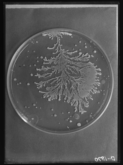 Tree-like colony-water sample number 893. Water from station cooler filled from Renfro sulphur well. 12/7/1910