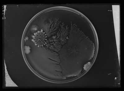 Plate culture of bacteria; plate from reservoir water made 11/13/07 using 1/10 CC. 11/16/1907