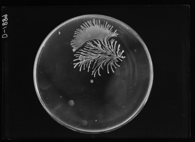 1/10 cc. plate from water sample Number 1175 at Reservoir in Lexington, Kentucky. 12/18/1911