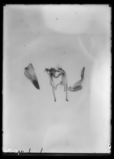 Erythroneura comes, vitis male genitalia. 5/13/1921