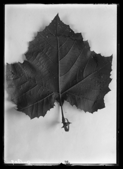 Ertyhroneura comes injury to leaf of sycamore. 9/10/1920