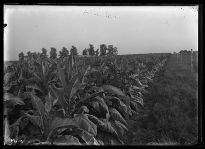 Showing tobacco with jimpson weed planted at edge of Expreiment Farm. 8/18/1902