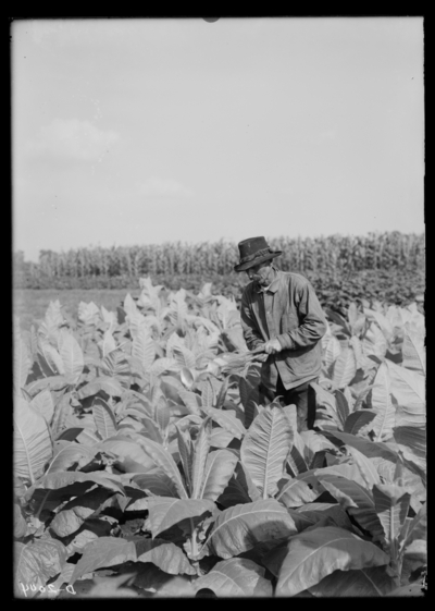 Dusting tobacco plants with arsenate of lead. 8/10/1910