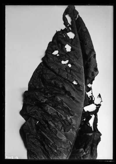 Tobacco injured by Paris green, slightly cloudy. 9/5/1910