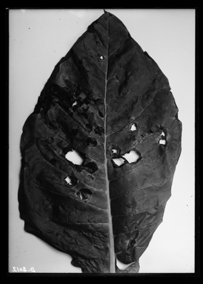 Tobacco injured by paris green (slightly cloudy). 9/5/1910