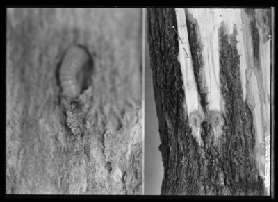 Very young larva of locust borer, natural size. 11/18/1914