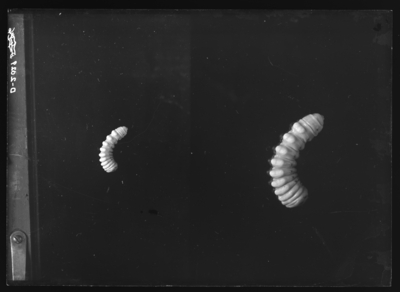 Cylline robiniae larvae. 9/15/1915