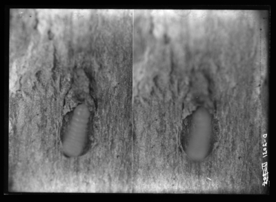 Very young larvae of locust borer. 11/18/1919