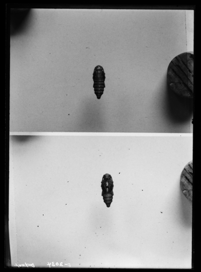 Cylline robiniae, natural size. 8/25/1915