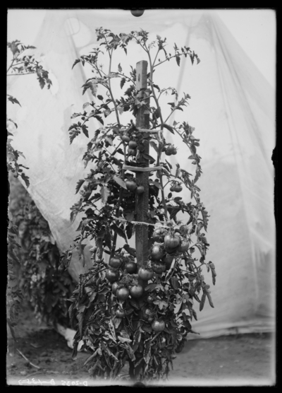 Tomato plant, Livington's hummer. 8/10/1908
