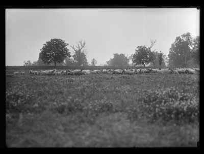 Sheep on Jochum's Farm. 6/3/1919