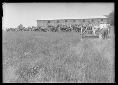 Stripping Bluegrass--Weil's Farm 6/13/1919