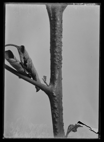 Tomato stem showing tubercles. 7/14/1908