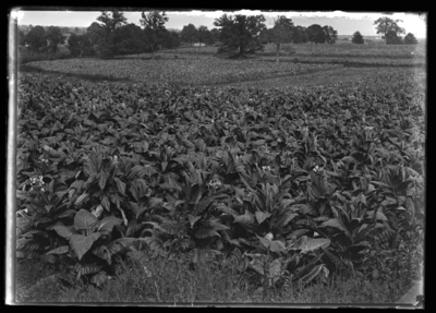 Tobacco patch in bloom