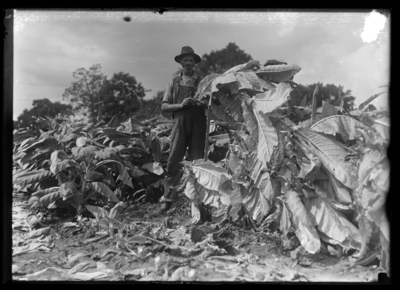 Tobacco--burley, cutting and sticking tobacco