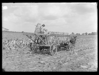 Tobacco--burley, loading tobacco in field
