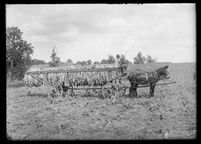 Tobacco--burley, hauling tobacco from field