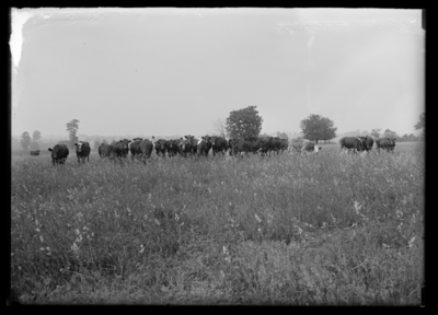 Fat cattle--Jochum's Farm 6/13/1919