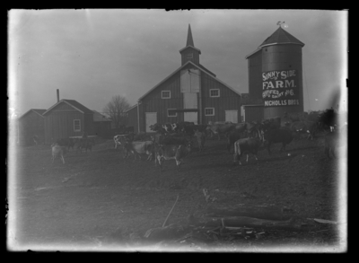 Nicholls Bros. Dairy buildings and herd