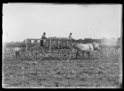 Tobacco wagon at the Experiment Farm. 1899