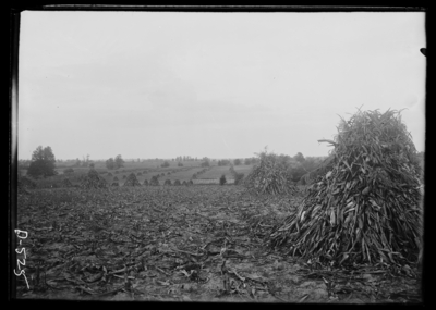 Corn field in Nicholasville Pike. 9/27/1900