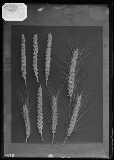 Wheat varieties in Old negatives from boxes. 1897