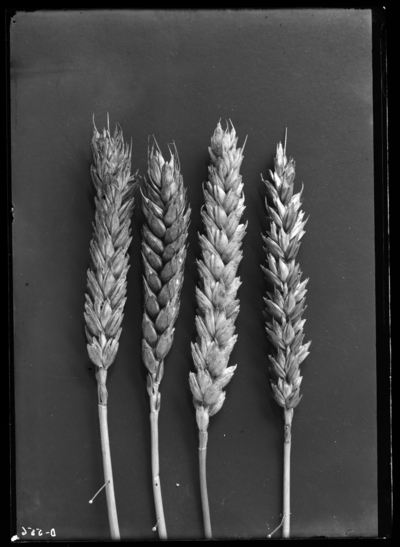 Wheat varieties in Old negatives from boxes. 1897