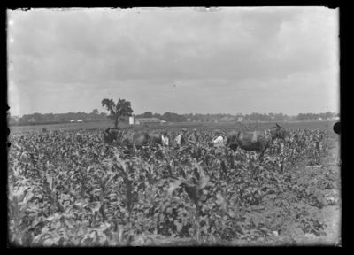 Boys working reserve, cultivating corn 1918