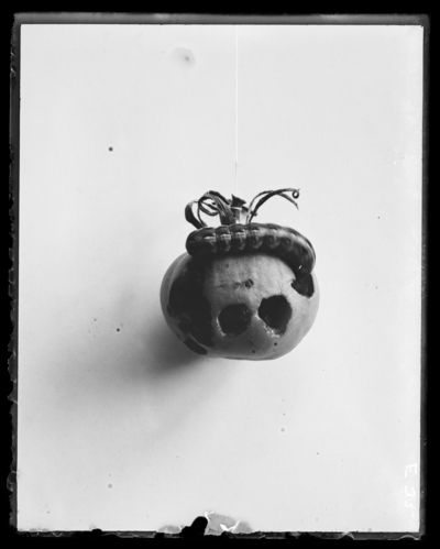 Tomato & injurious larva. 7/17/1908