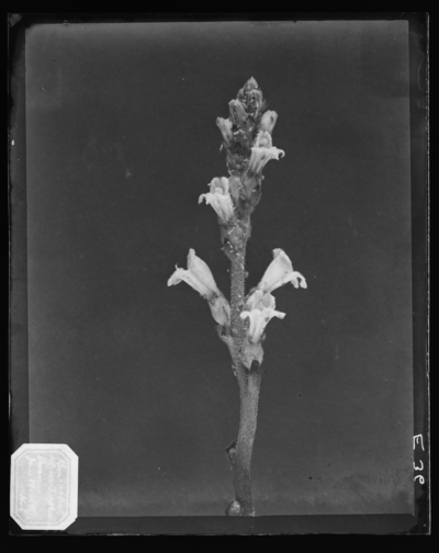 Orobanche ludoviciana infested with aphids. 6/19/1896