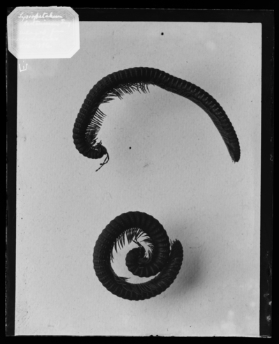 Lysiopetalinum lactarium. Millipede. Enlarged from alcoholics. 2/1896