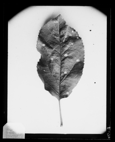 Apple leaf spot. 8/1895