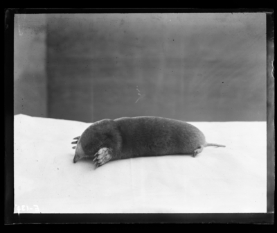 Common mole from life. 1895