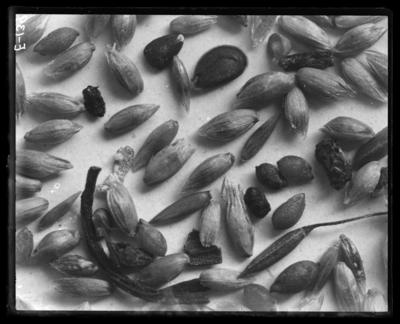 Timothy seed #1423, 92% pure. 1/26/1909