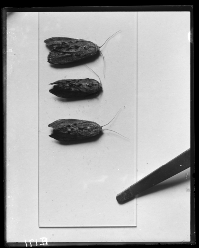 Bee moth. 2/3/1909