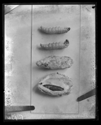 Bee moth; larvae, pupa case, & pupae. 2/4/1909
