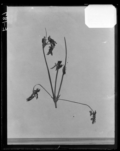 Phytoptera work on geranium. 4/23/1896