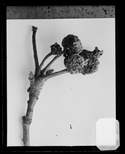 Apple brown rot. 2/1896