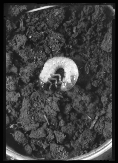Phyllophaga futillis, #3 grub. 11/2/1936