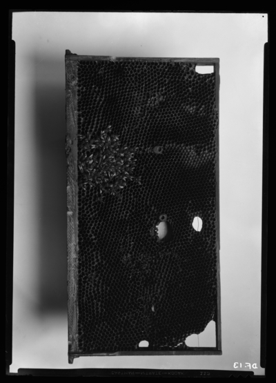 Frame showing final cluster of winter-killed bees. 11/17/1936