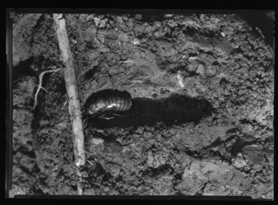 17 year cicada nymph in cell beneath locust root at Stamping Ground Kentucky. 11/4/1936