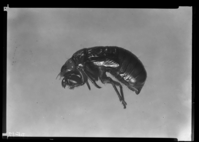 17 year cicada nymph at Stamping Ground Kentucky. 11/20/1936