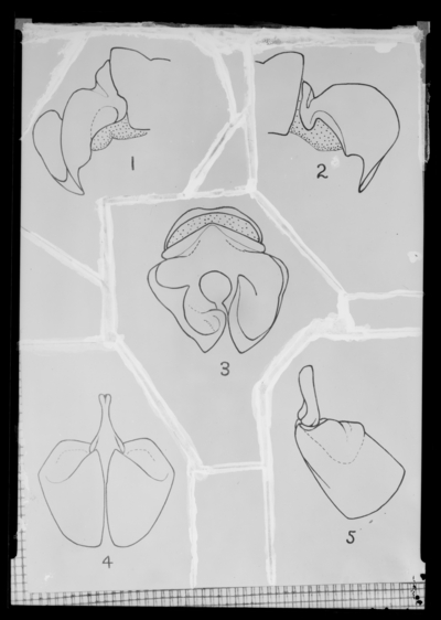 Phyllophaga Kentuckiana (May beetle) drawings of genitalia. 1/20/1937